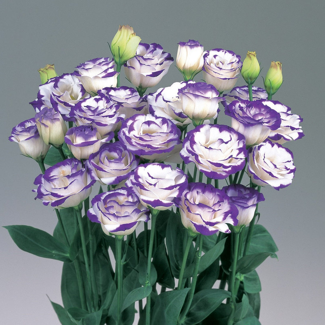 Best blue and purple lisianthus varieties to grow from seeds — premium cut flower seeds in deep blue picotee, lavender, and rich purple tones