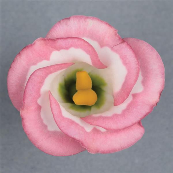 Lisianthus flowers meaning and symbolism – wedding, gifting, and garden guide