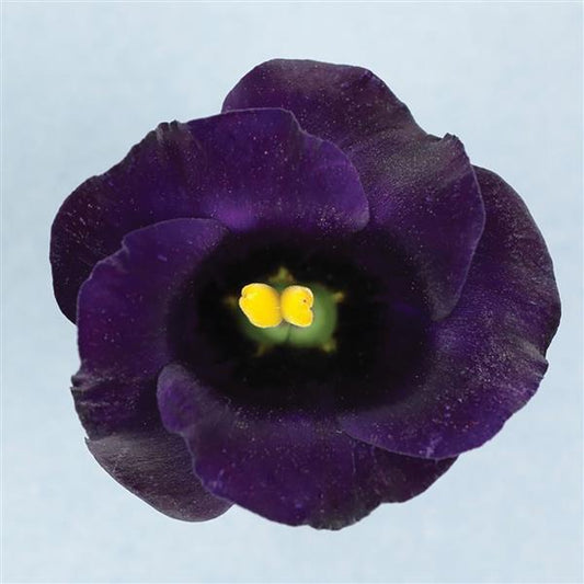 Lisianthus not blooming – troubleshooting guide for lisianthus flowers