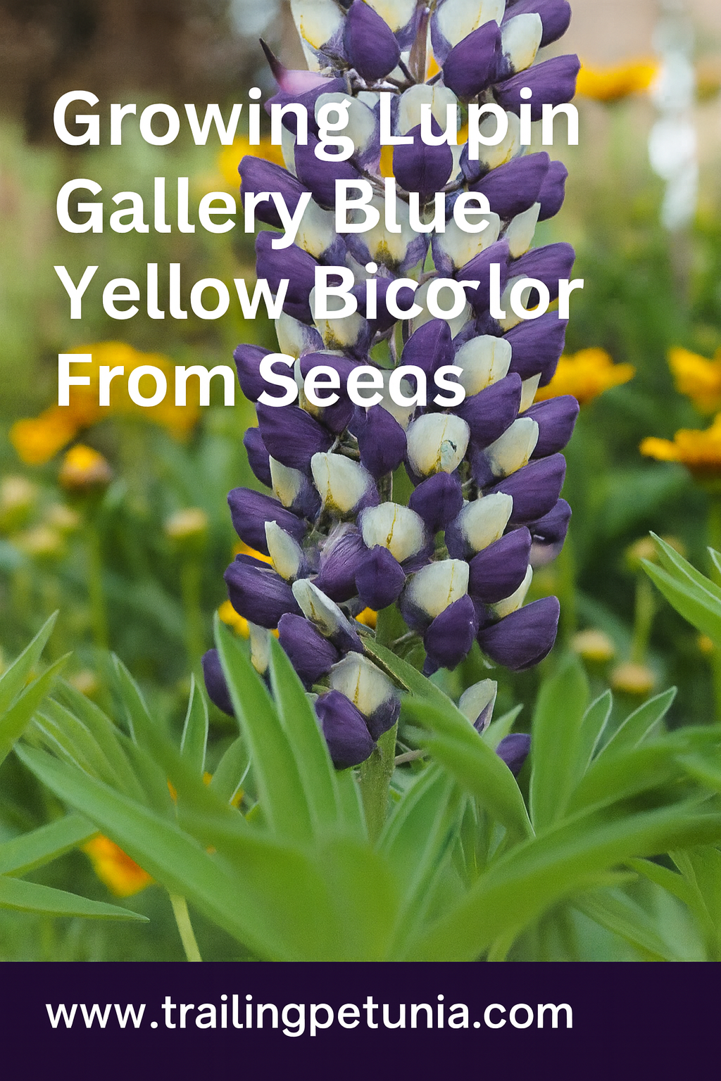 Lupin Seeds Gallery Blue Yellow Bicolor – Vibrant Two-Tone Blooms for Garden and Cut Flowers