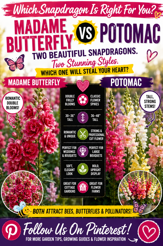 Side-by-side comparison of Madame Butterfly and Potomac Snapdragons showing double blooms versus classic flower spikes, comparing plant height, cut flower quality, bouquet performance, and the best snapdragon variety for home gardens and flower farms.