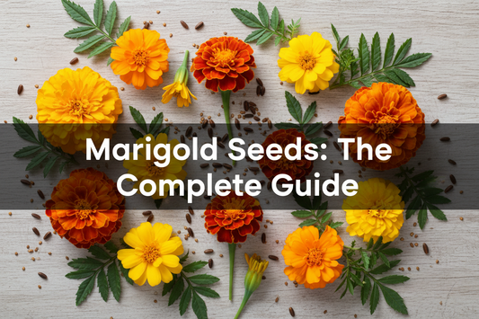 French and African marigold seeds and blooms in gold, orange, and yellow — complete guide to every marigold type, color, and use
