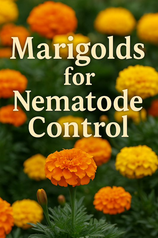French marigold flowers used for nematode control in garden soil