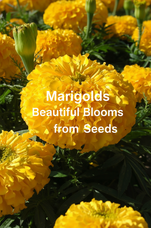 Bright marigold flowers grown from seed in a sunny garden