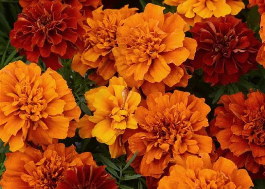 Bright orange French marigold flowers growing in a garden bed