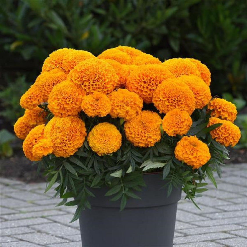 Bright orange marigold flowers in a garden bed — do marigolds really repel pests? The science-backed answer