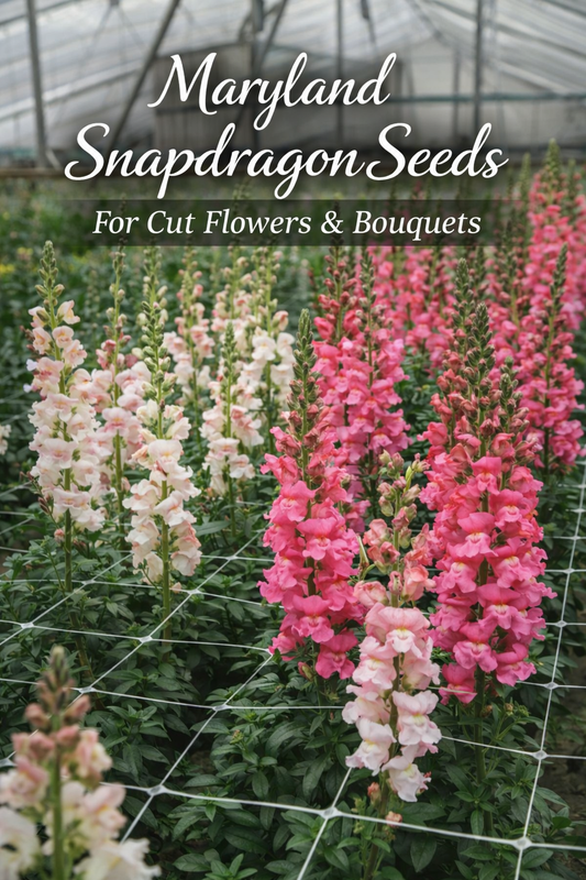 Maryland snapdragon flowers growing tall in a greenhouse with support netting producing strong stems for cut flower bouquets and floral arrangements.