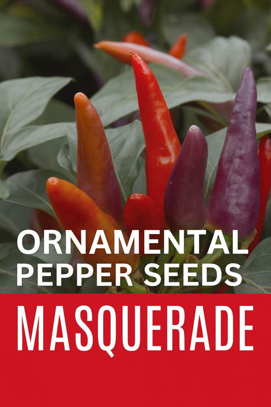 Masquerade Ornamental Pepper plant with upright peppers transitioning from purple to orange to red, creating a festive multicolor display against deep green foliage — ideal for borders, containers, and seasonal décor