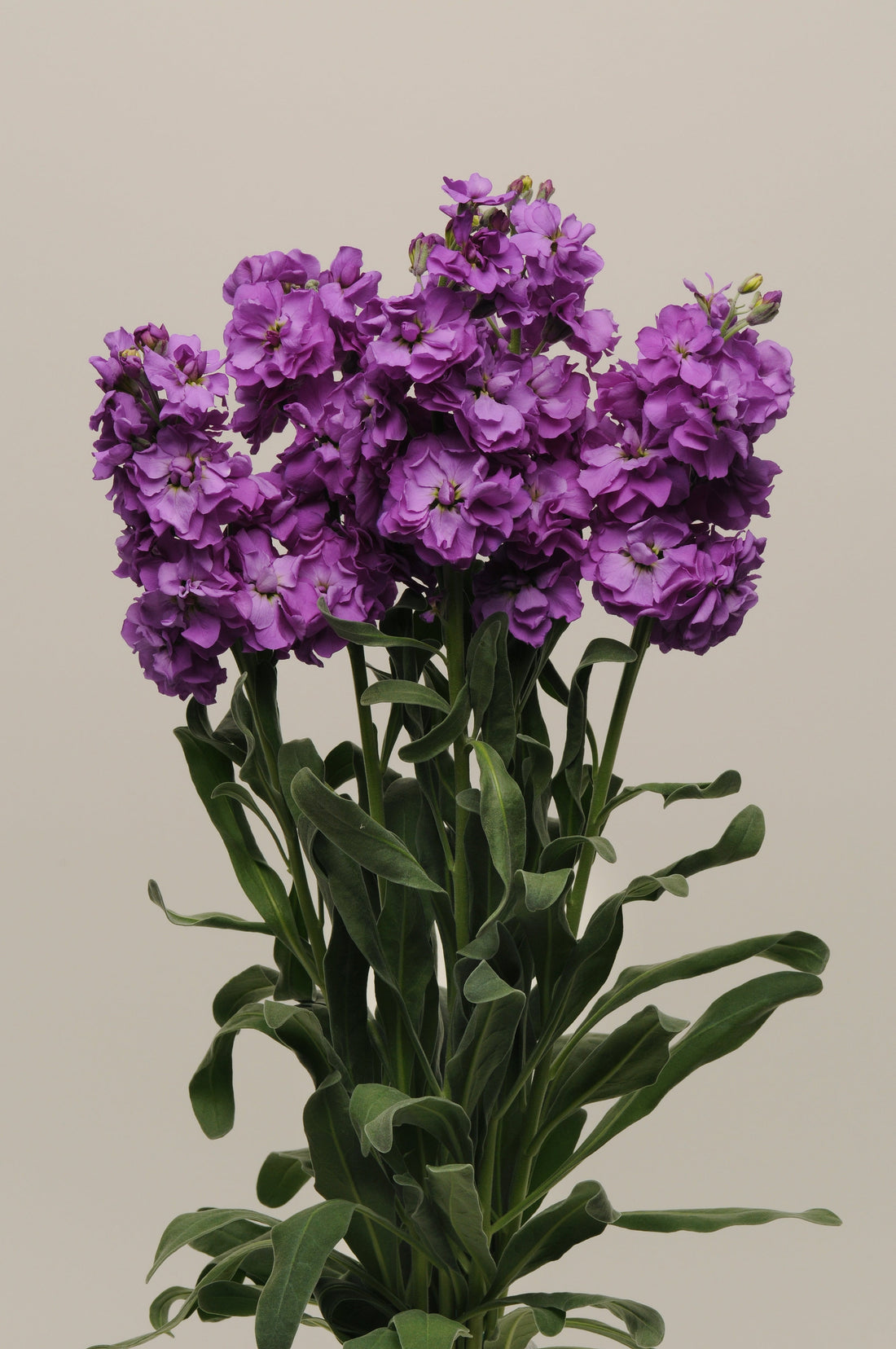 Matthiola Katz Blue stock flowers in full bloom with lavender-blue petals, perfect for fragrant spring bouquets