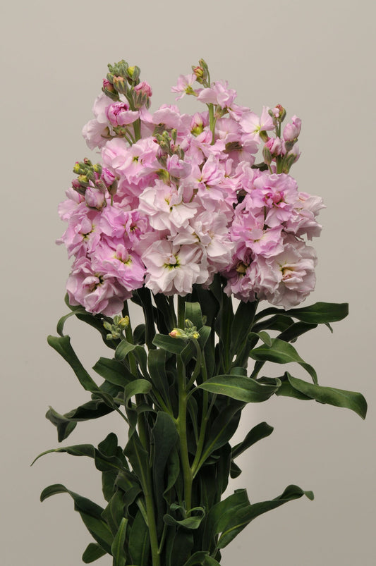 Matthiola Katz Cherry stock flowers in full bloom, featuring ruffled cherry blossom pink petals on tall green stems—ideal for spring bouquets and cottage gardens
