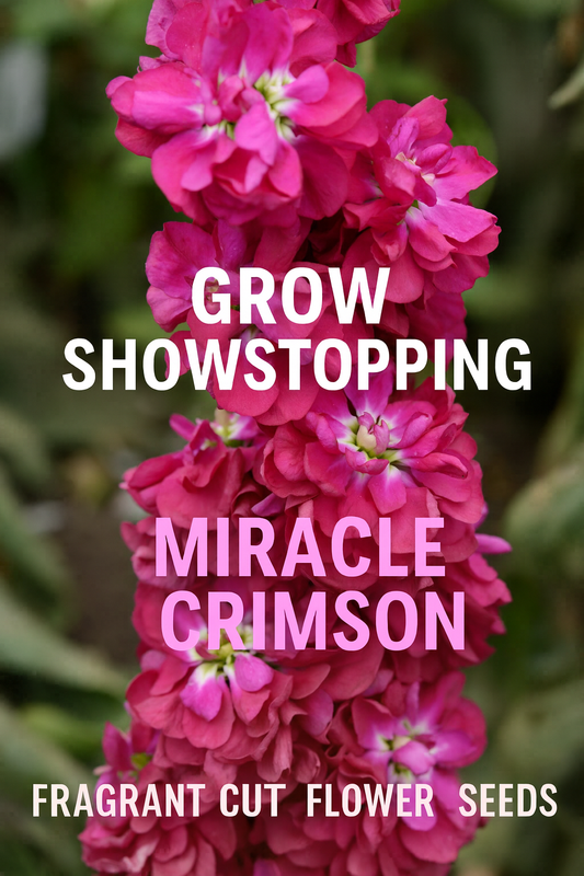 Vibrant crimson-red Matthiola ‘Column Miracle Crimson’ stock flowers in bloom, a fragrant and elegant cut flower variety grown from seed