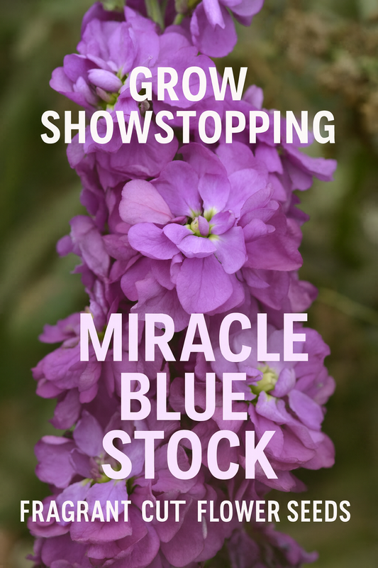 Vibrant purple-blue Matthiola ‘Column Miracle Mid Blue’ stock flowers in bloom, a fragrant and elegant cut flower variety grown from seed