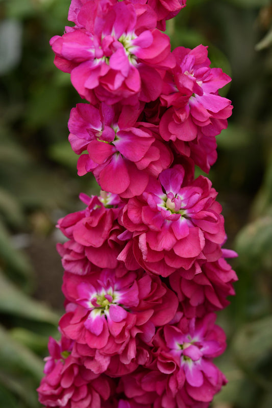 Matthiola Column Pacific Crimson stock flowers grown for farmers market bouquets