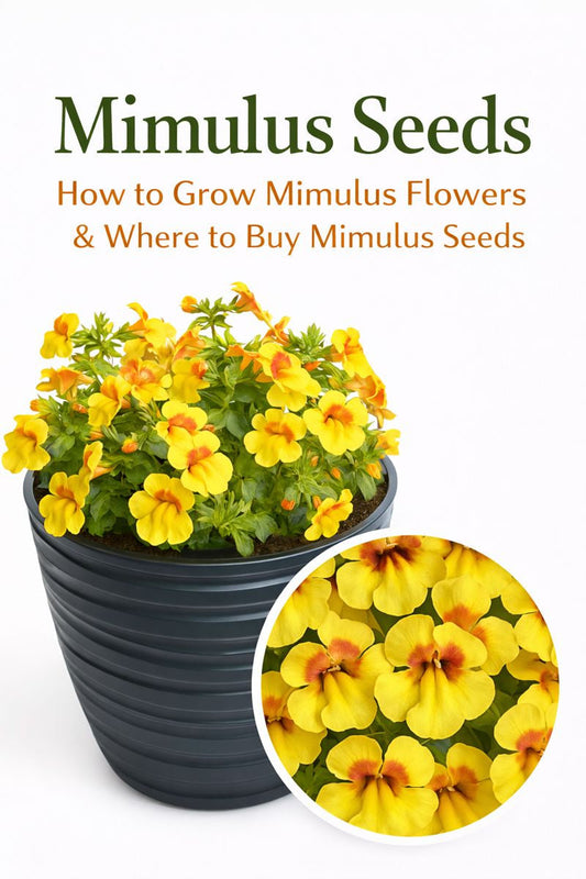 Mimulus seeds growing into colorful Mimulus flowers in a container garden