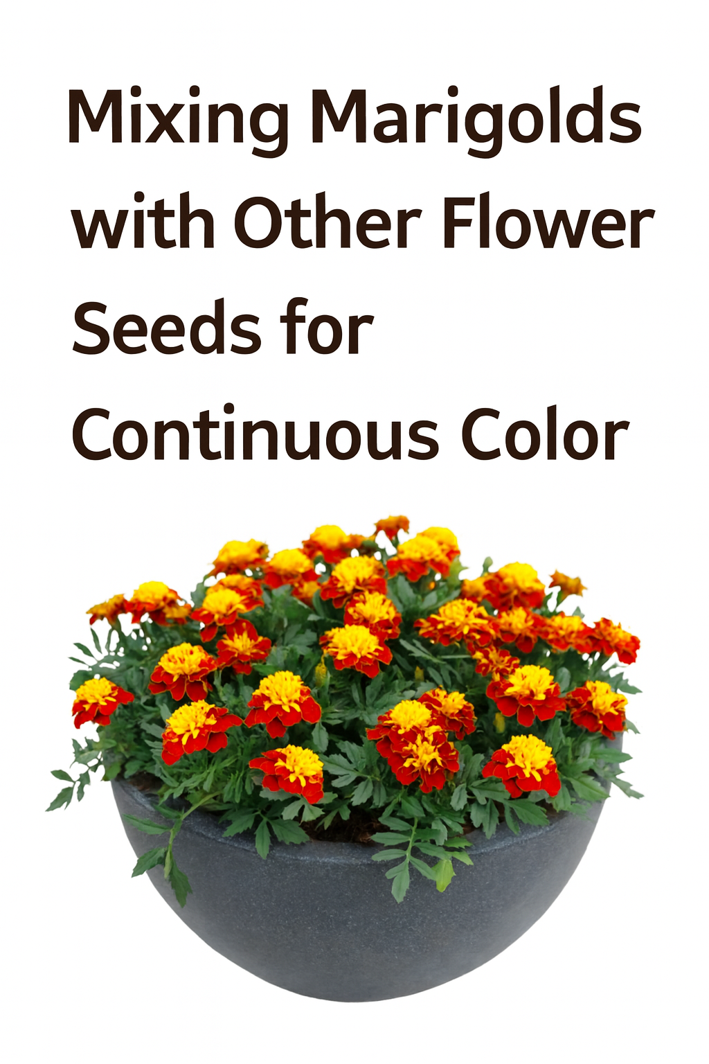 Yellow and red marigolds in a pot with text “Mixing Marigolds with Other Flower Seeds for Continuous Color