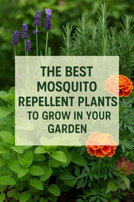 A colorful garden featuring lavender, marigolds, rosemary, and mint — natural mosquito repellent plants that keep pests away while attracting pollinators