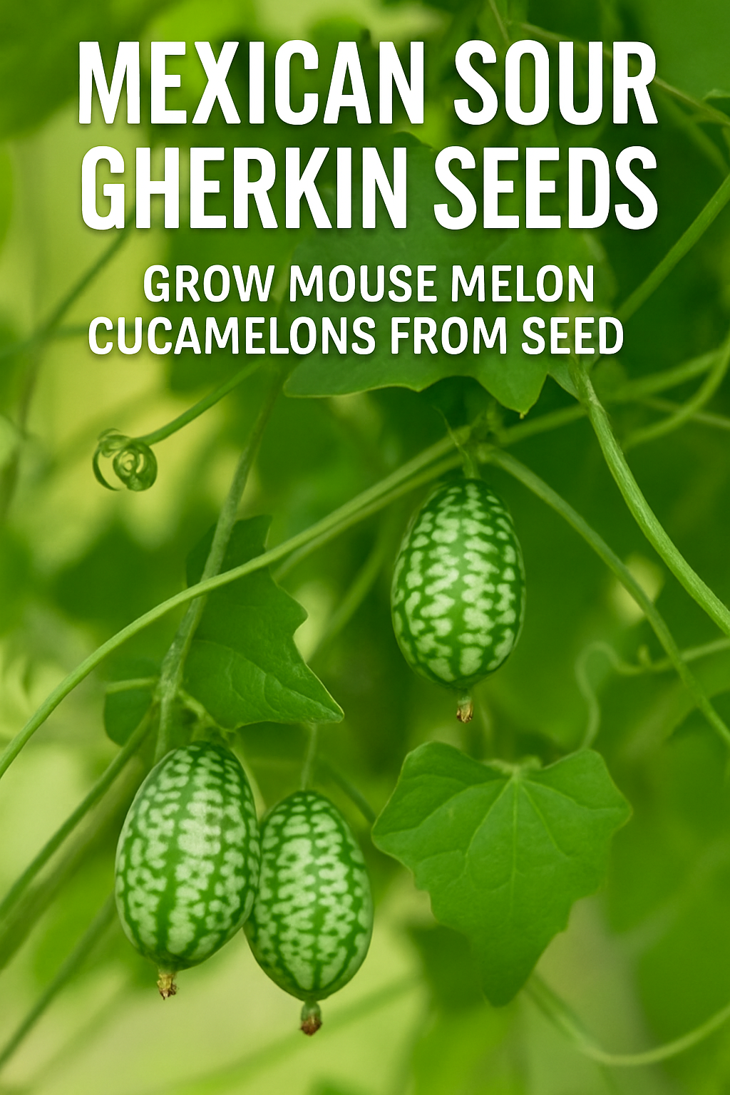 Mouse melon Mexican sour gherkins growing on vine, also called cucamelon