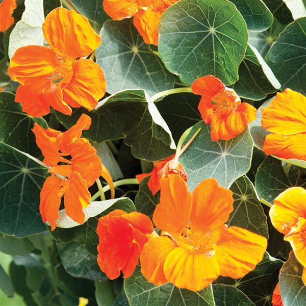 Nasturtium Baby Orange flowers with vivid orange petals and green leaves – compact edible blooms for gardens and containers"