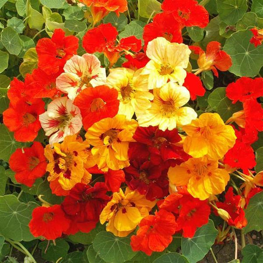 "Nasturtium Jewel Mix blooms in shades of orange, red, yellow, and cream – edible flowers for gardens and containers"