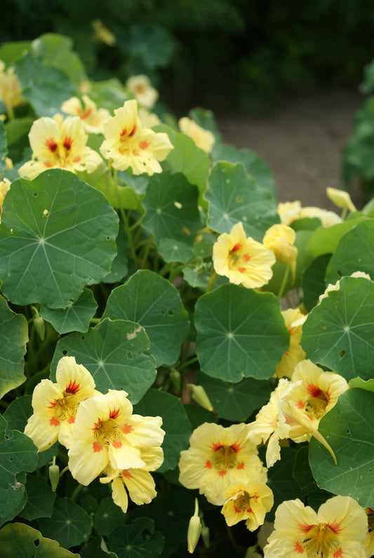 "Nasturtium Melba Peach flowers with soft peach petals and warm orange-red centers – edible blooms for gardens and containers