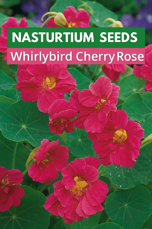 Compact nasturtium Whirlybird Cherry Rose in container