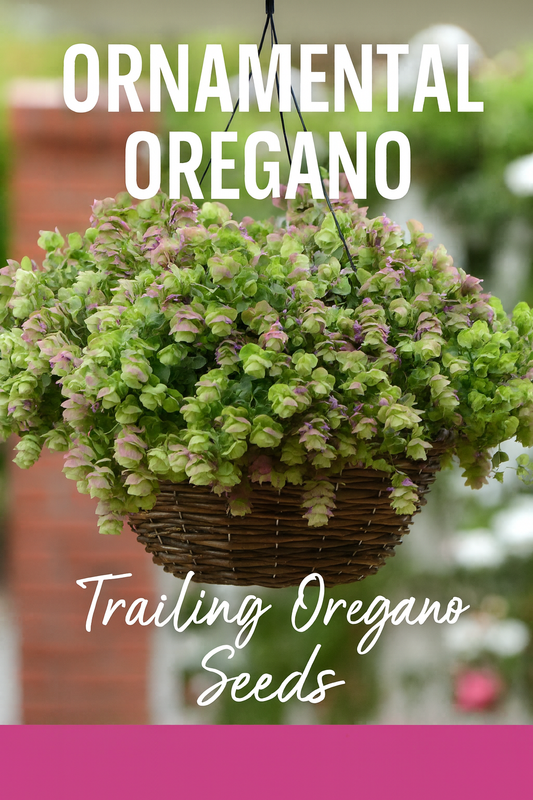 Hanging basket filled with ornamental oregano trailing bracts in soft green and pink hues, perfect for containers, baskets, and decorative garden displays.