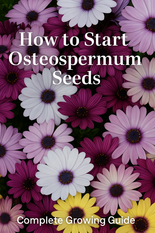 Colorful osteospermum African daisy flowers in shades of purple, white, pink, and yellow grown from seed, showing the vibrant blooms gardeners can expect