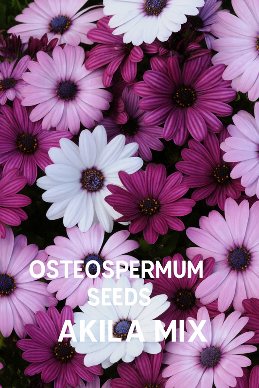 Osteospermum Akila® Mix African Daisy flowers in full bloom, showing a colorful mix of purple, pink, and white shades