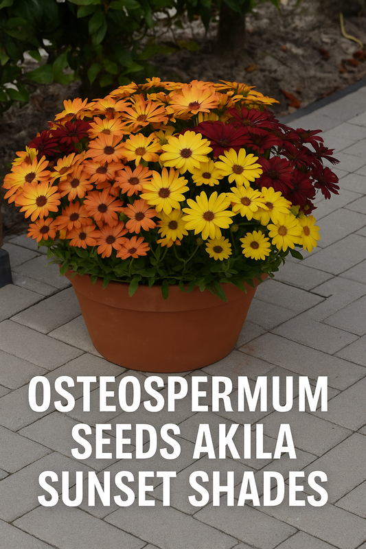Osteospermum Akila® Sunset Shades African Daisy in a container, blooming in warm tones of yellow, orange, and red that resemble a summer sunset.