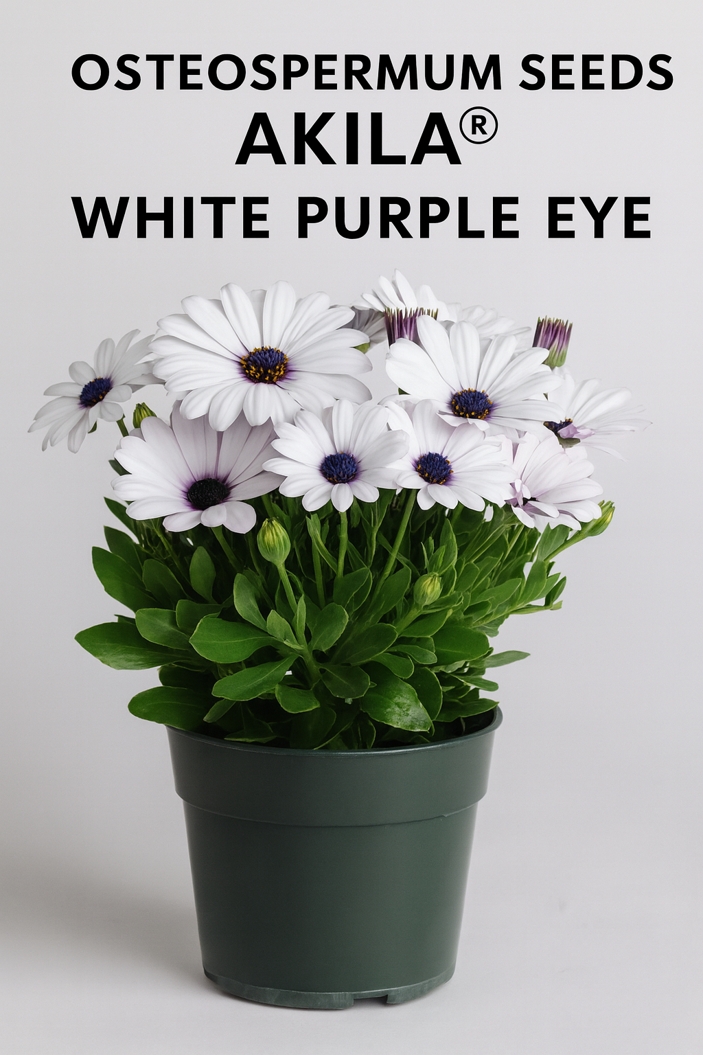 Osteospermum Akila® White Purple Eye African Daisy in bloom with bright white petals and deep purple flower centers, grown in a pot