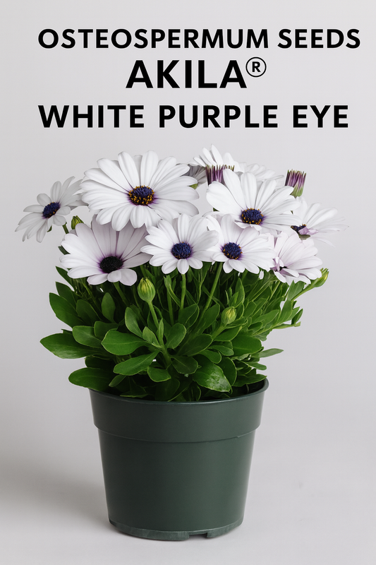 Osteospermum Akila® White Purple Eye African Daisy in bloom with bright white petals and deep purple flower centers, grown in a pot
