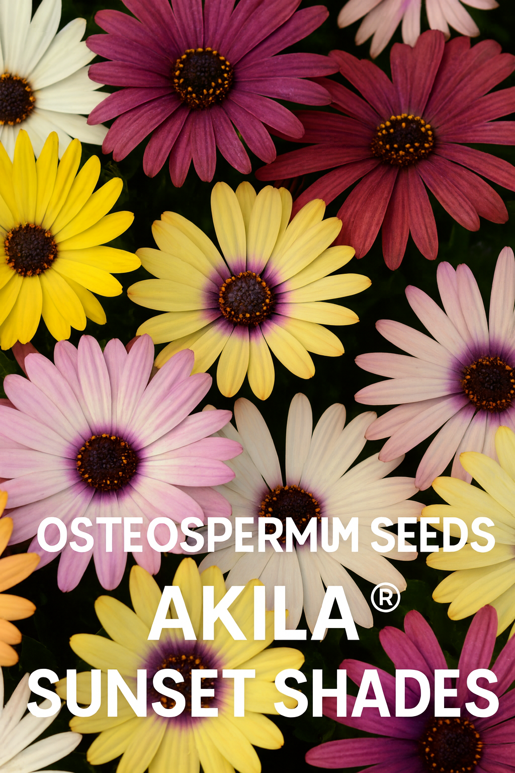 Osteospermum Grand Canyon Mix African Daisy flowers in full bloom, displaying a variety of vibrant shades including yellow, pink, cream, and deep burgundy