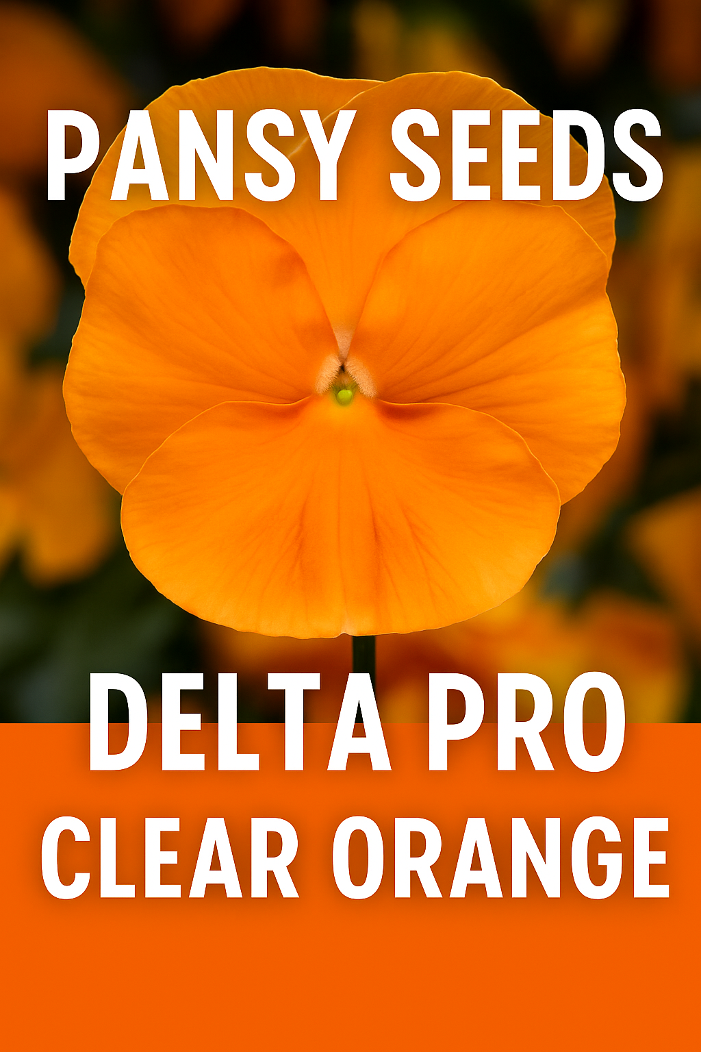 Close-up of Delta Pro Clear Orange pansy flowers in full bloom
