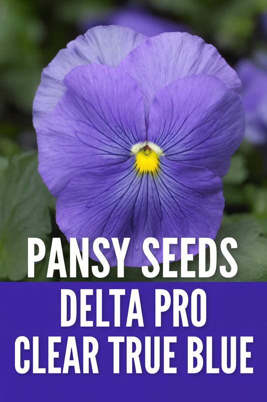 Close-up of Delta Pro Clear True Blue pansy flower showcasing vibrant blue petals and deep yellow center, perfect for garden displays