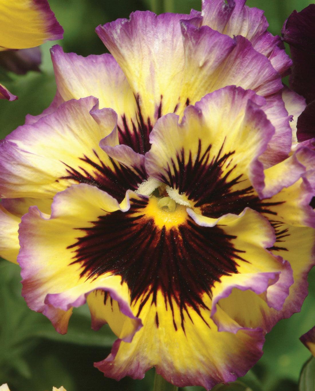 Close-up of Pansy Frizzle Sizzle Lemonberry flowers with ruffled yellow petals and deep berry-purple centers in full bloom