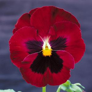 Pansy Majestic Giant Rose Blotch flowers with oversized rose-pink petals and bold dark centers, blooming in a cool-season garden bed.