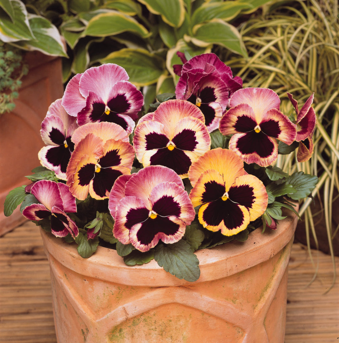 Pansy Matrix Sunrise flowers in full bloom featuring warm apricot, rose, and yellow tones with dark centers—ideal for cool-season containers and garden beds.