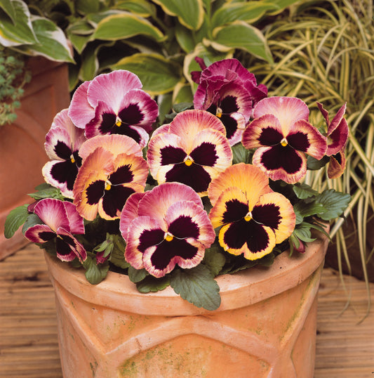 Pansy Matrix Sunrise flowers in full bloom featuring warm apricot, rose, and yellow tones with dark centers—ideal for cool-season containers and garden beds.