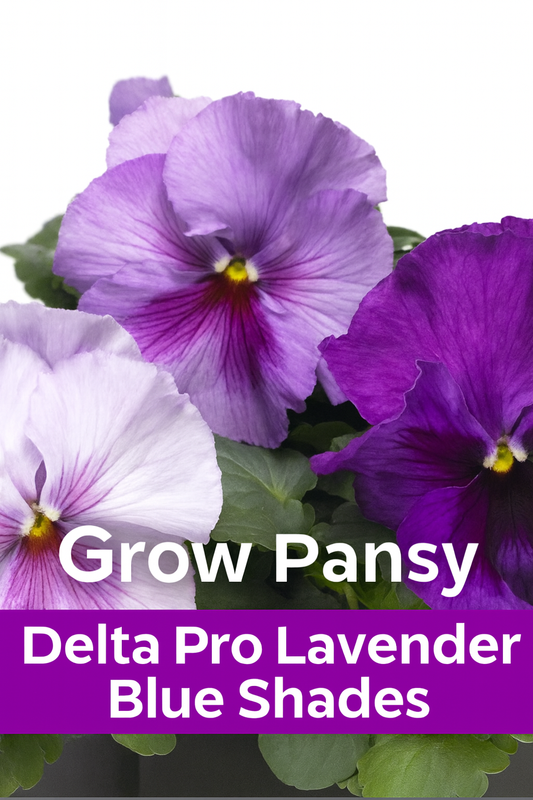Close-up of Pansy Delta Pro Lavender Blue Shades flower in bloom with soft lavender and blue tones
