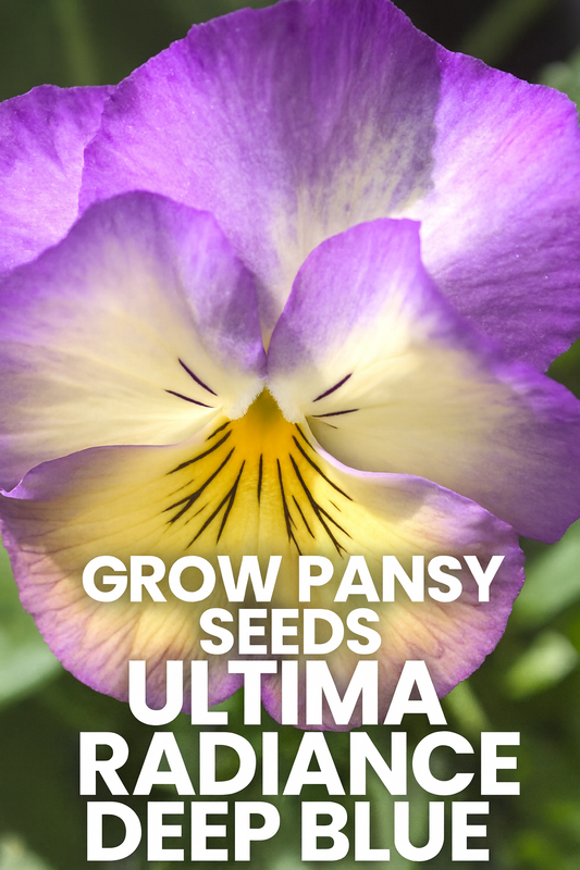Ultima Radiance Deep Blue Pansy Seeds with rich velvety blooms in a garden setting