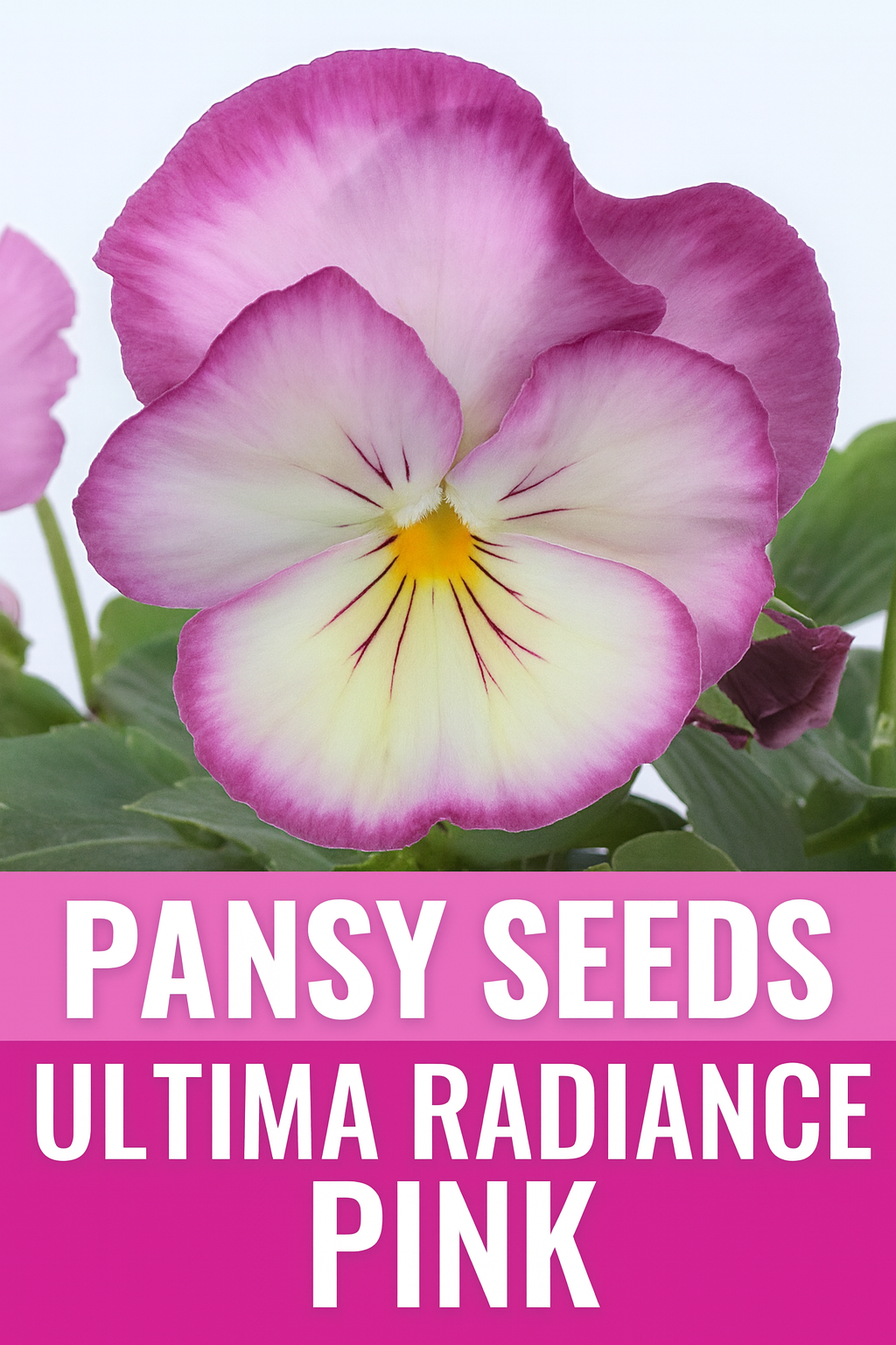 Close-up of Pansy Ultima Radiance Pink flower, showing bright pink petals with soft shading and yellow center – perfect for spring and fall gardens