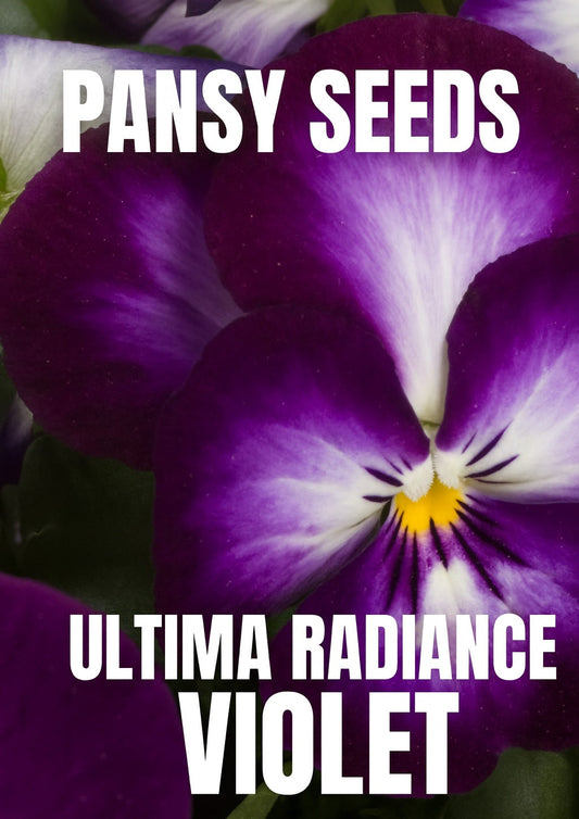 Pansy Seeds Ultima Radiance Violet flowers blooming in a sunny garden bed