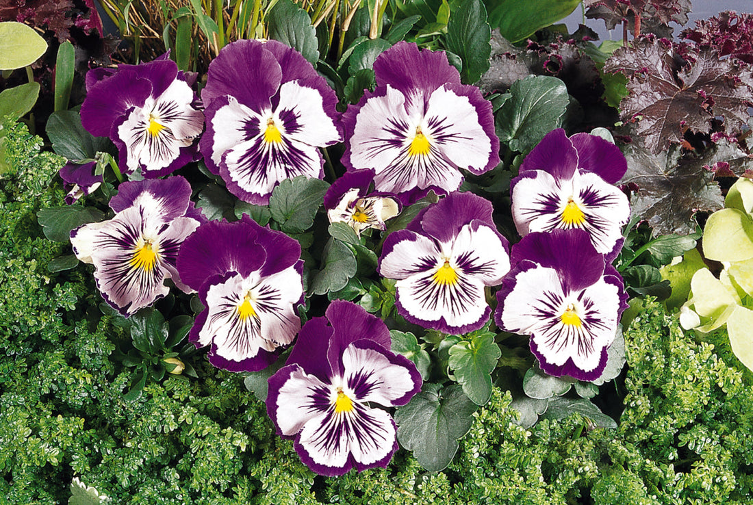 Close-up of Pansy Whiskers Purple White flowers with white petals and rich purple vein-like markings.