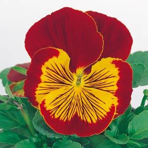 Pansy Whiskers Red Gold flowers with red petals and golden centers blooming in a garden bed