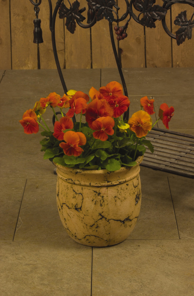 "Pansy Whiskers Orange flowers with bold orange petals and dark purple veining blooming in a cool-season garden."