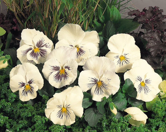 "Pansy Whiskers White flowers with bold dark veining on crisp white petals and yellow centers blooming in a garden bed."