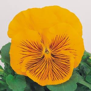 pansy-whiskers-yellow-flower-closeup-bright-blooms