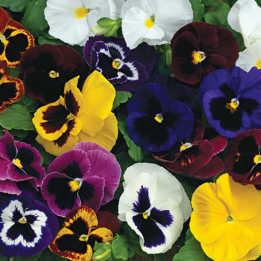 Cold-hardy fall pansy seeds in full bloom — Mammoth Mix pansies overwintering in a garden bed, Zones 5–8