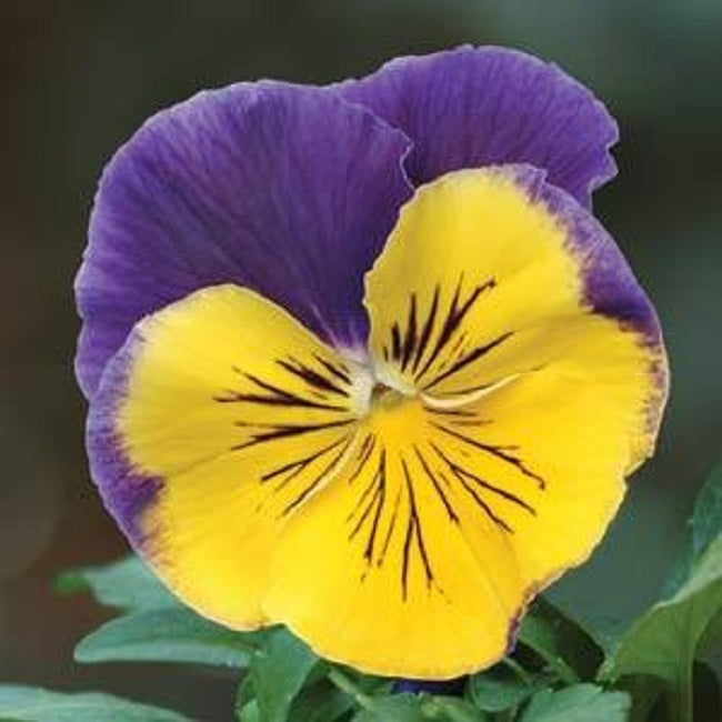 Pansy seeds germinating in darkness — Garden Starts Nursery growing guide