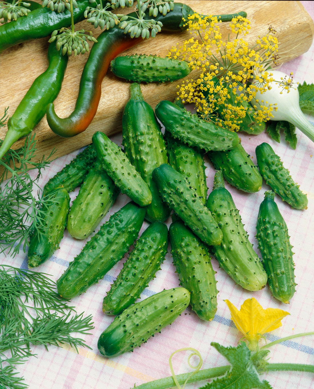 Parisian Gherkin heirloom cucumbers harvested fresh, perfect for crunchy pickles and gourmet gardens